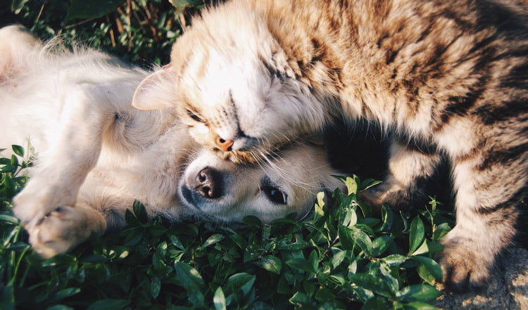 TeeFEVA | Fur Legged Friends